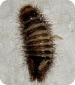 ヒメマルカツオブシムシ幼虫