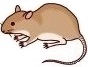 ねずみイラスト